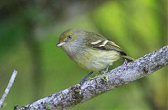 Jamaican Vireo